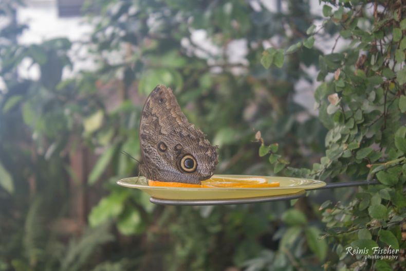 Inside the butterfly house