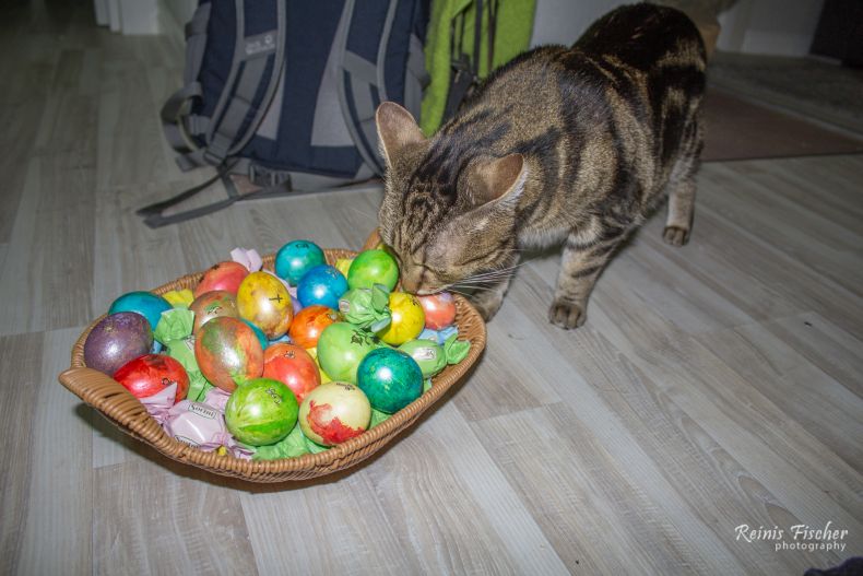 Cat enjoying painted Easter eggs