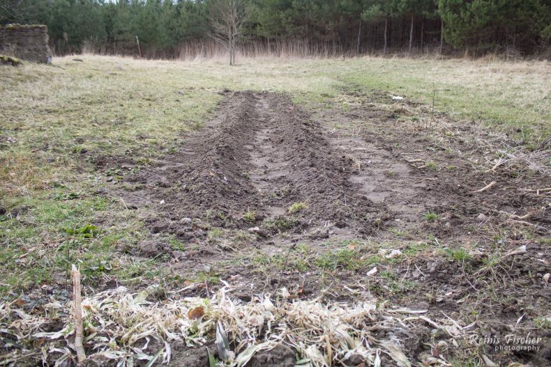 Planting spring onions