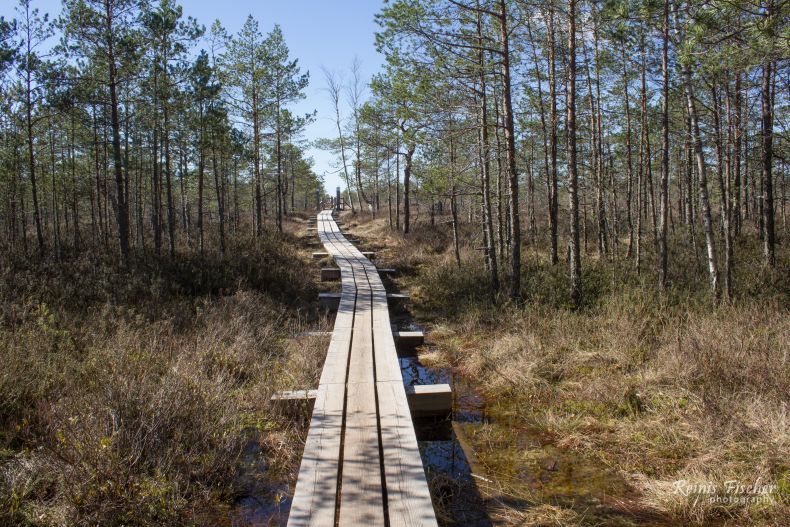 Start of the Ķemeri bog hiking trail