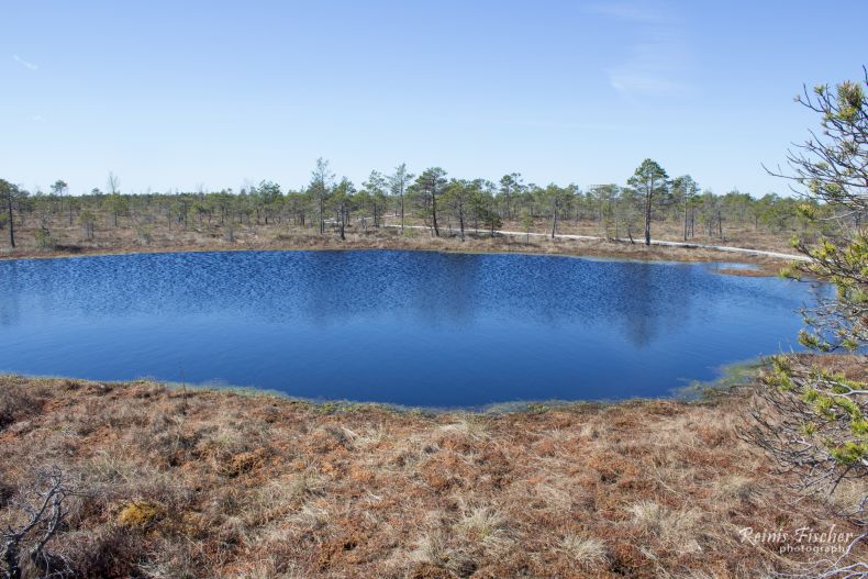 Turquoise blue ponds in the bog
