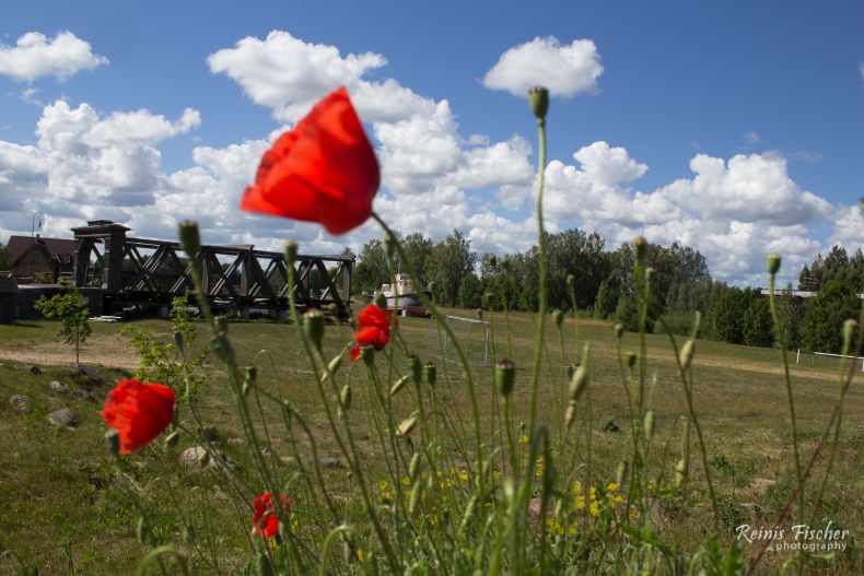 Poppies at Cinevilla