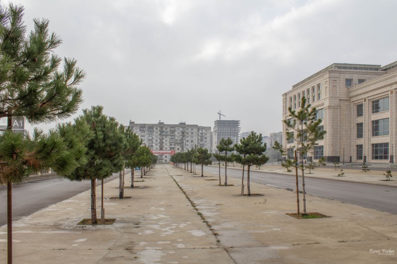 Concreted pine alley at Tbilisi Sea Plaza