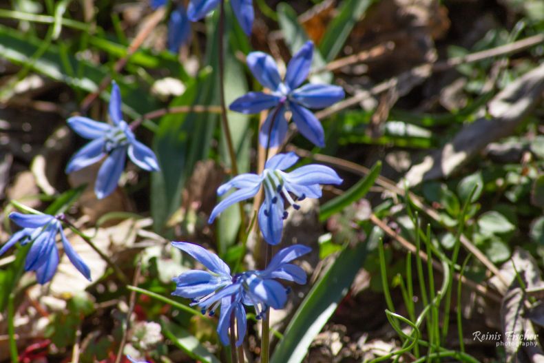 Blue snowdrops near Turtle lake in Tbilisi at early March