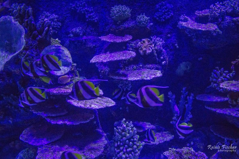 Different species of fish at Antalya aquarium