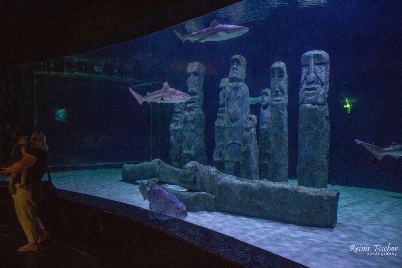 Sharks floating around sculptures