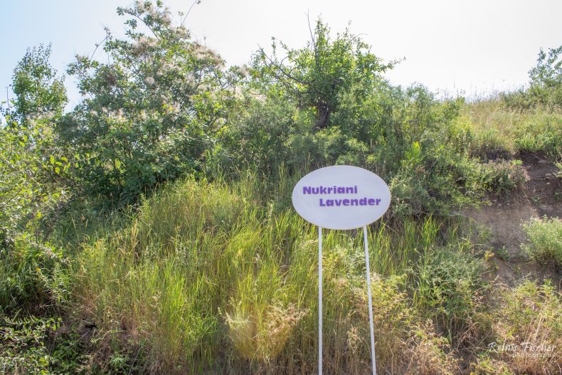 Signboard Nukriani Lavender 