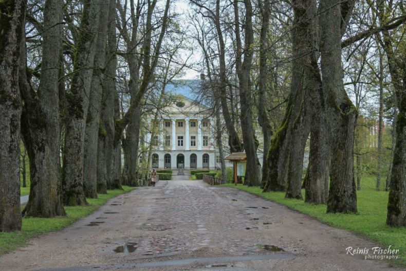 Old tree alley and cobble