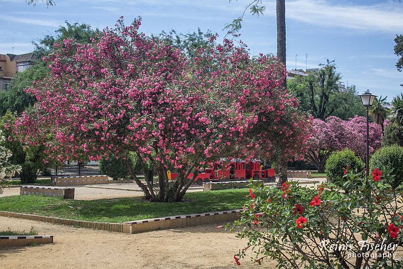 A huge rhododendron tree in Seville