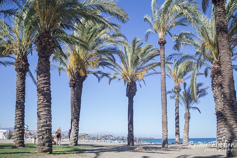 White sands, blue sky and many palm trees