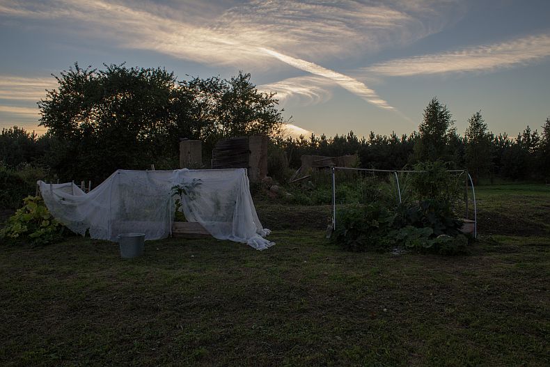 veggie garden after strong wind and rain