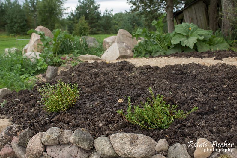 First plants at rock garden