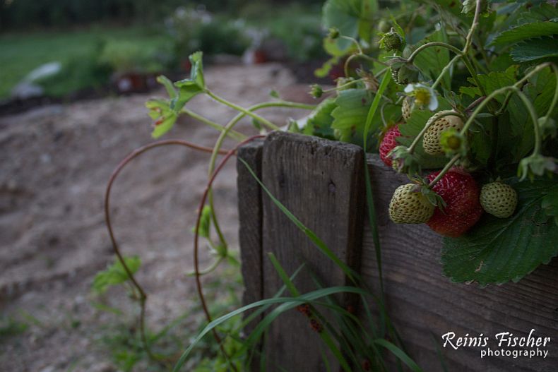 Second strawberry harvest at the start of September 2016