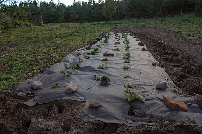 Strawberries planted under film