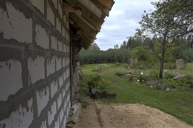 Pine copice and backyard