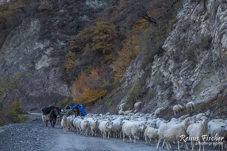 Shepherd forcing sheep in Georgia