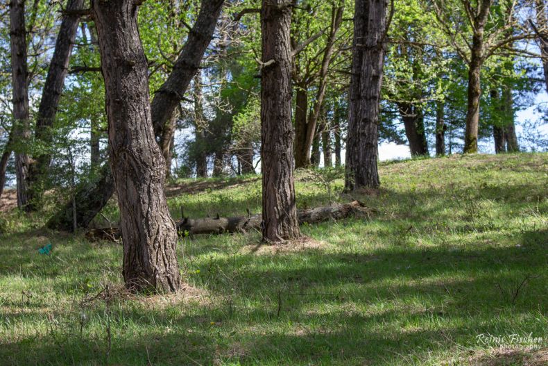 Pine trees at Khatsiri forest park