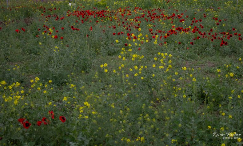 Poppy field