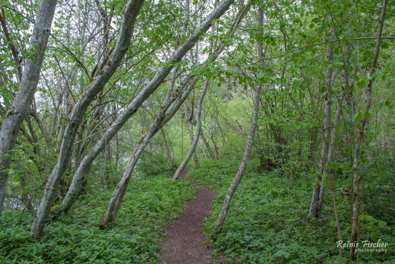Hiking trek near Abava Rumba
