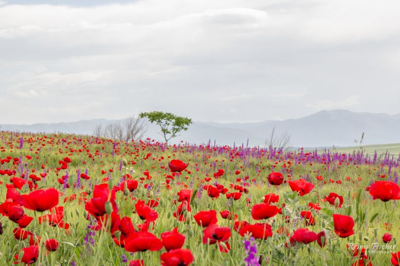 Poppy fields near Mchadijvari in Georgia