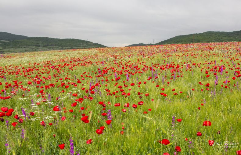 Poppy fields near Mchadijvari in Georgia