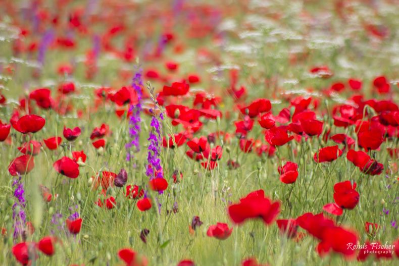 Poppy fields near Mchadijvari in Georgia