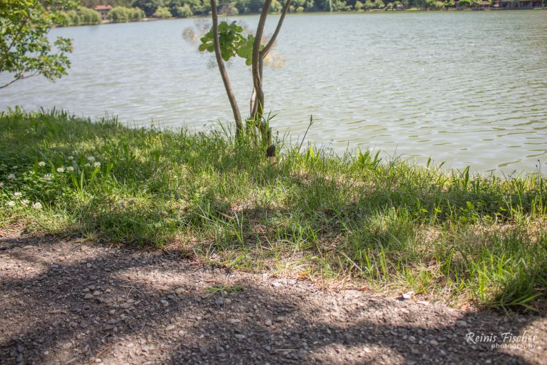 Common Stinkhorn (Phallus impudicus) at Lopota Lake in Georgia
