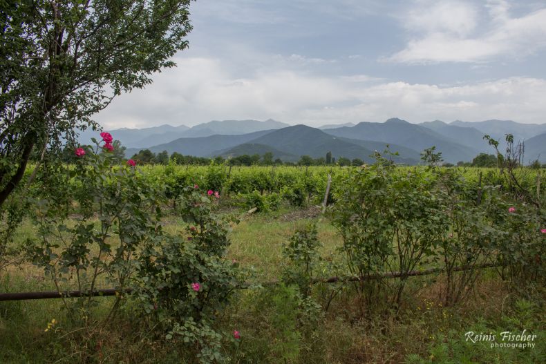 Surrounding area of the Kindzmarauli church