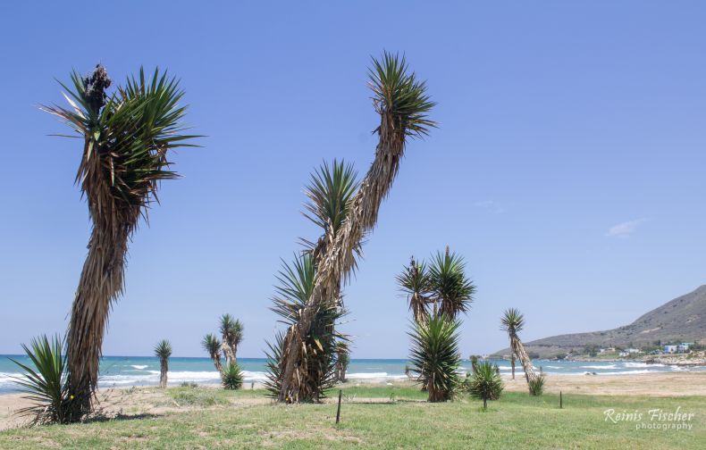 Palms near La Playa Taverna Cafe Ouzeri