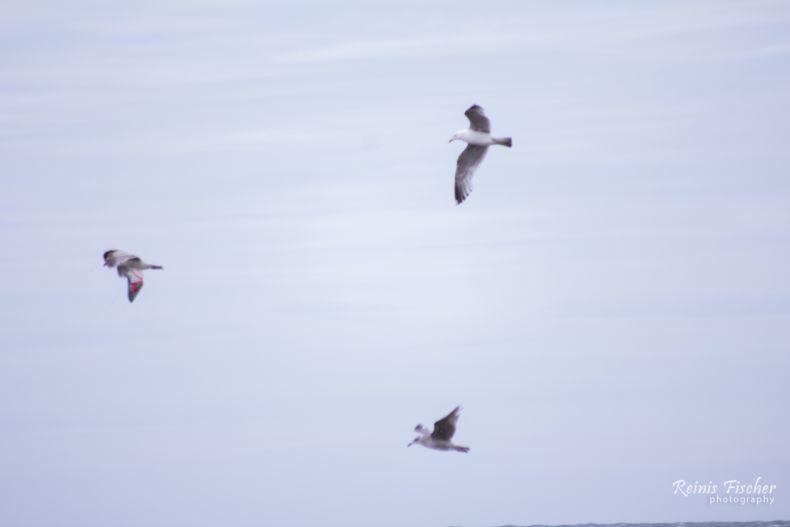 Seagulls having fun at Pāvilosta beach