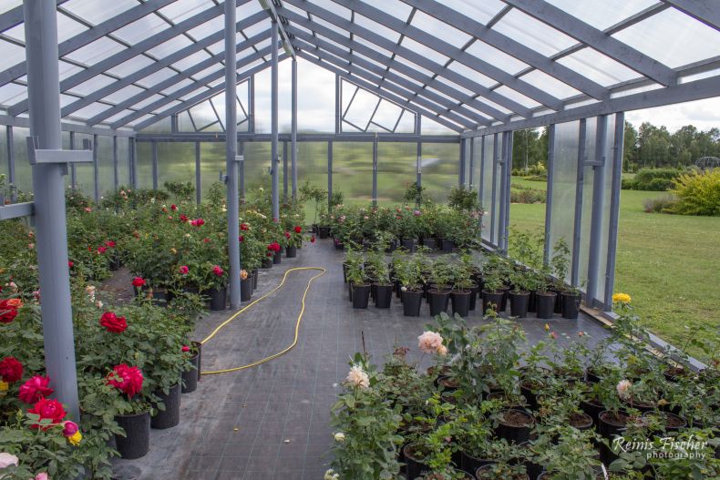 Rose nursery