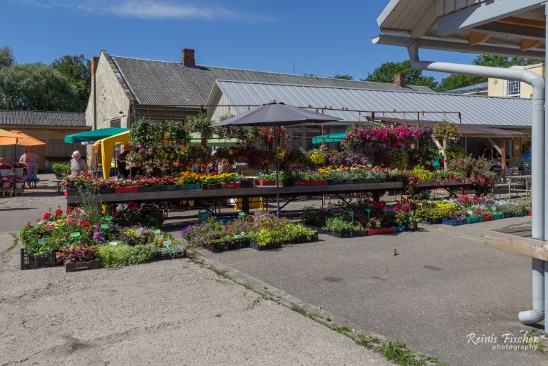 Flowers and plants for sale at Valmiera market