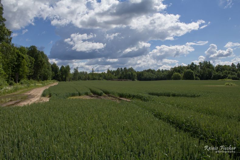 Crop fields at Miciņi