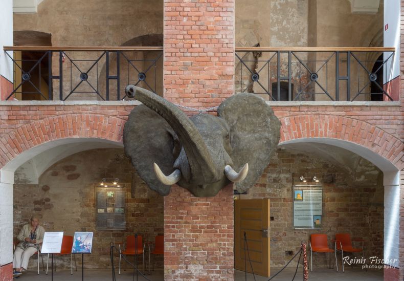 Taxidermy elephant head