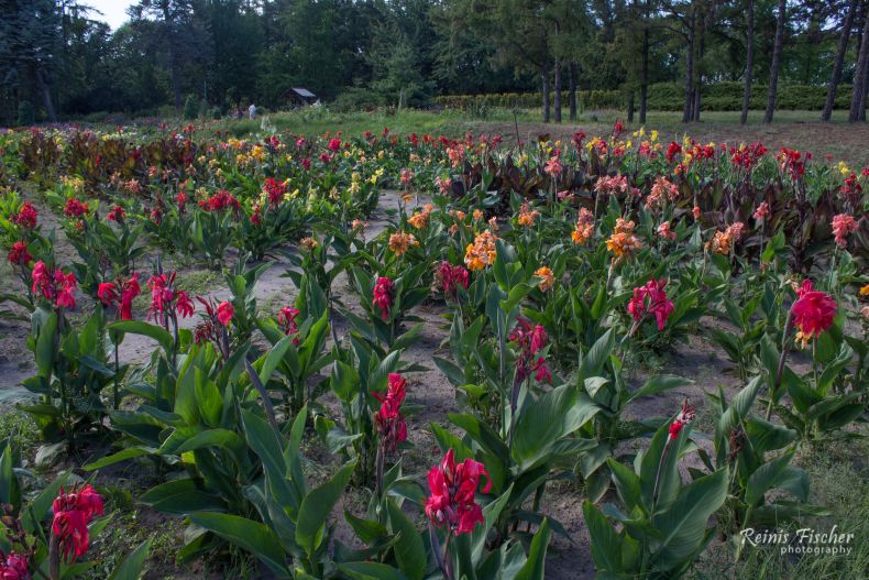 Flower carpet at Hryshko National Botanical Garden in Kiev