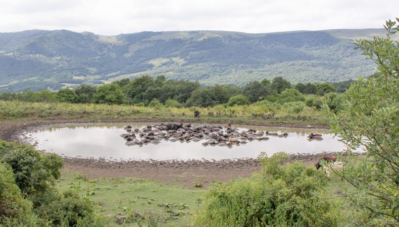 Cows cooling off in a muddy lake 