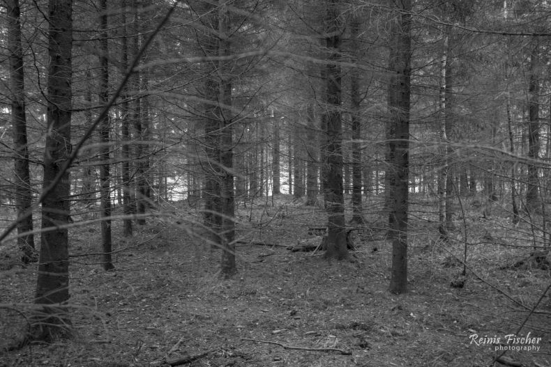 Clean forest in Western Latvia