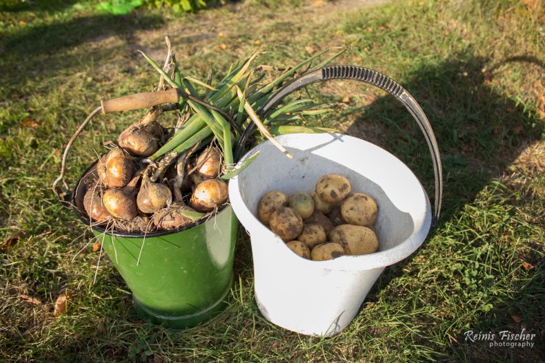 Harvest of potatoes and onions