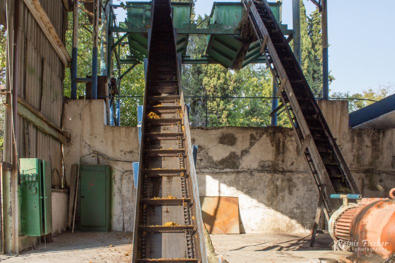 Grapes post-processed