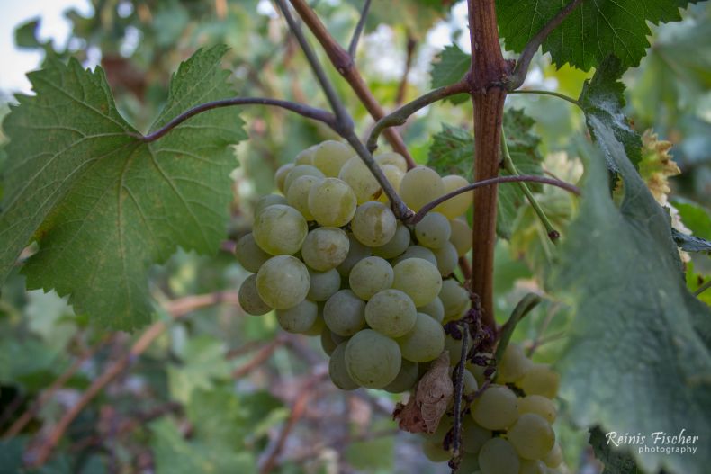 Grapes at vineyard