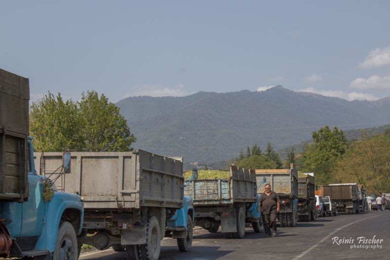 Truck column taking grapes for processing