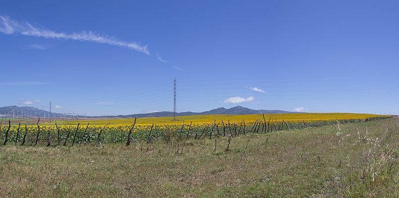 Sunflower fields in Spain