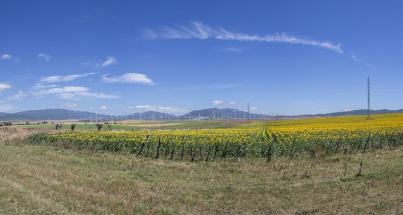 Sunflower fields and Wind generators